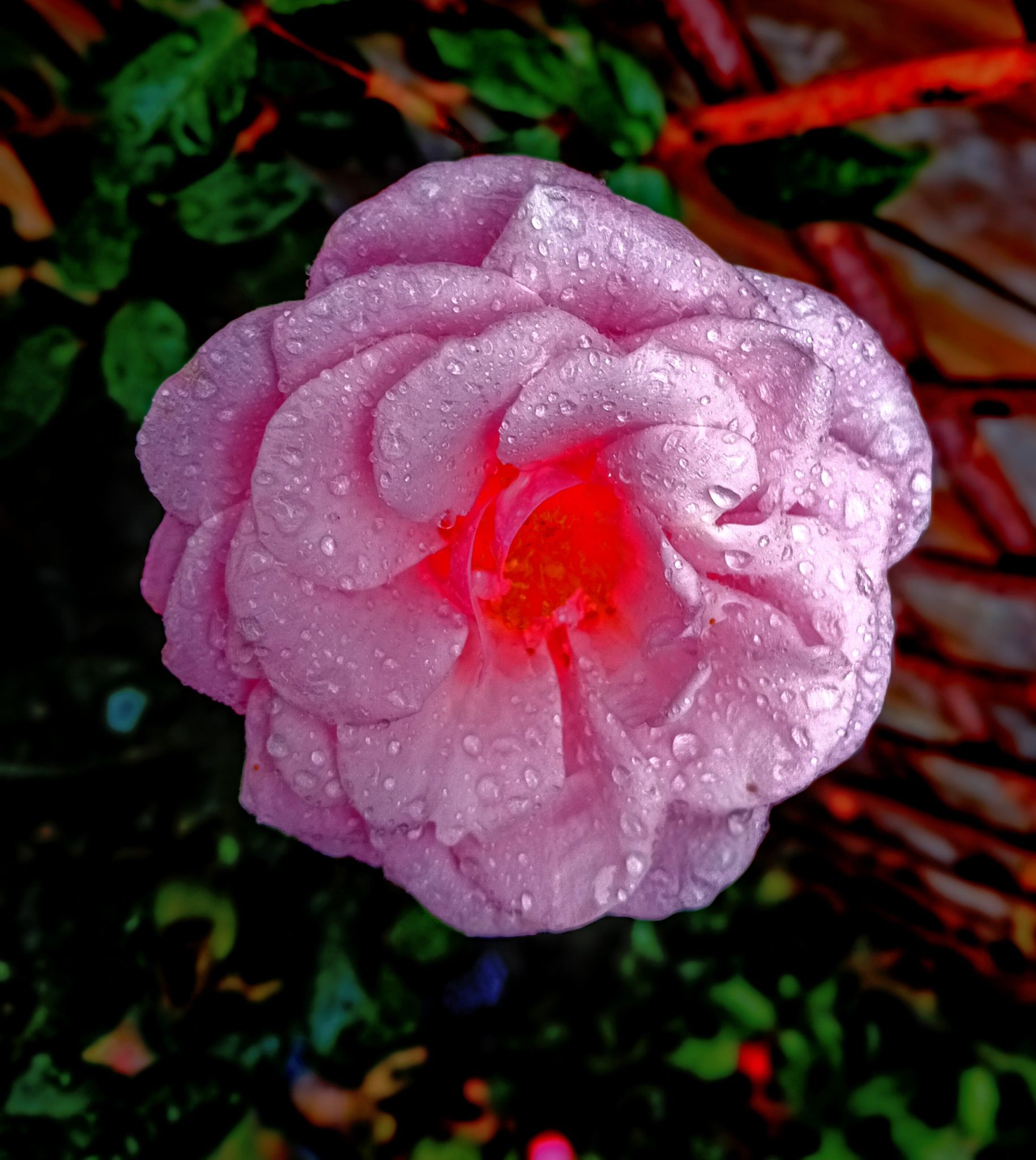 Celtic Rose Priestess